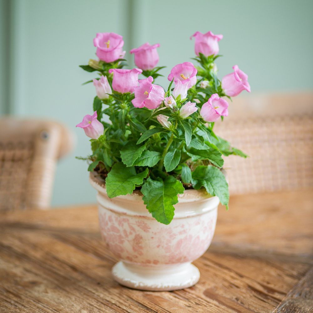 Pink Campanula in Ceramic Pot