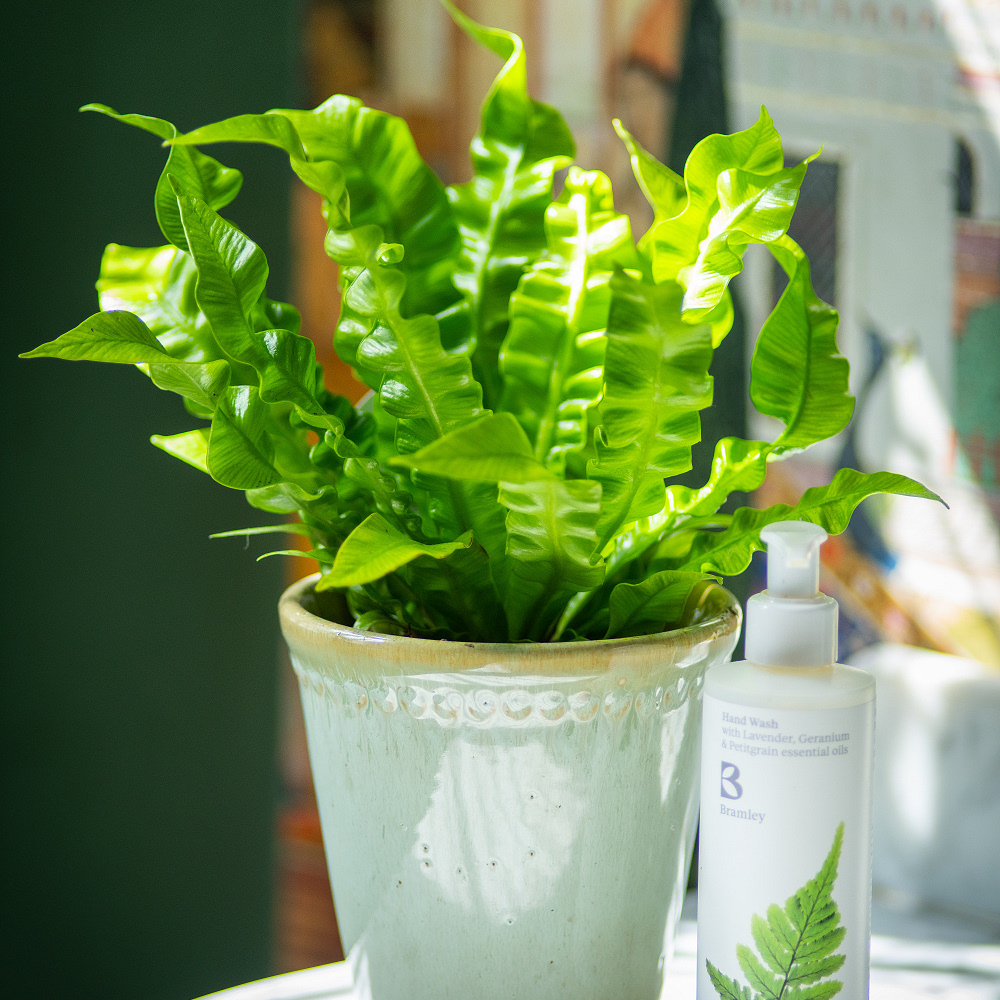 Crispy Wave Fern Pot
